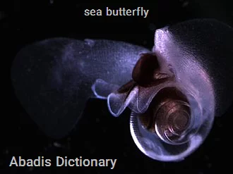 sea butterfly